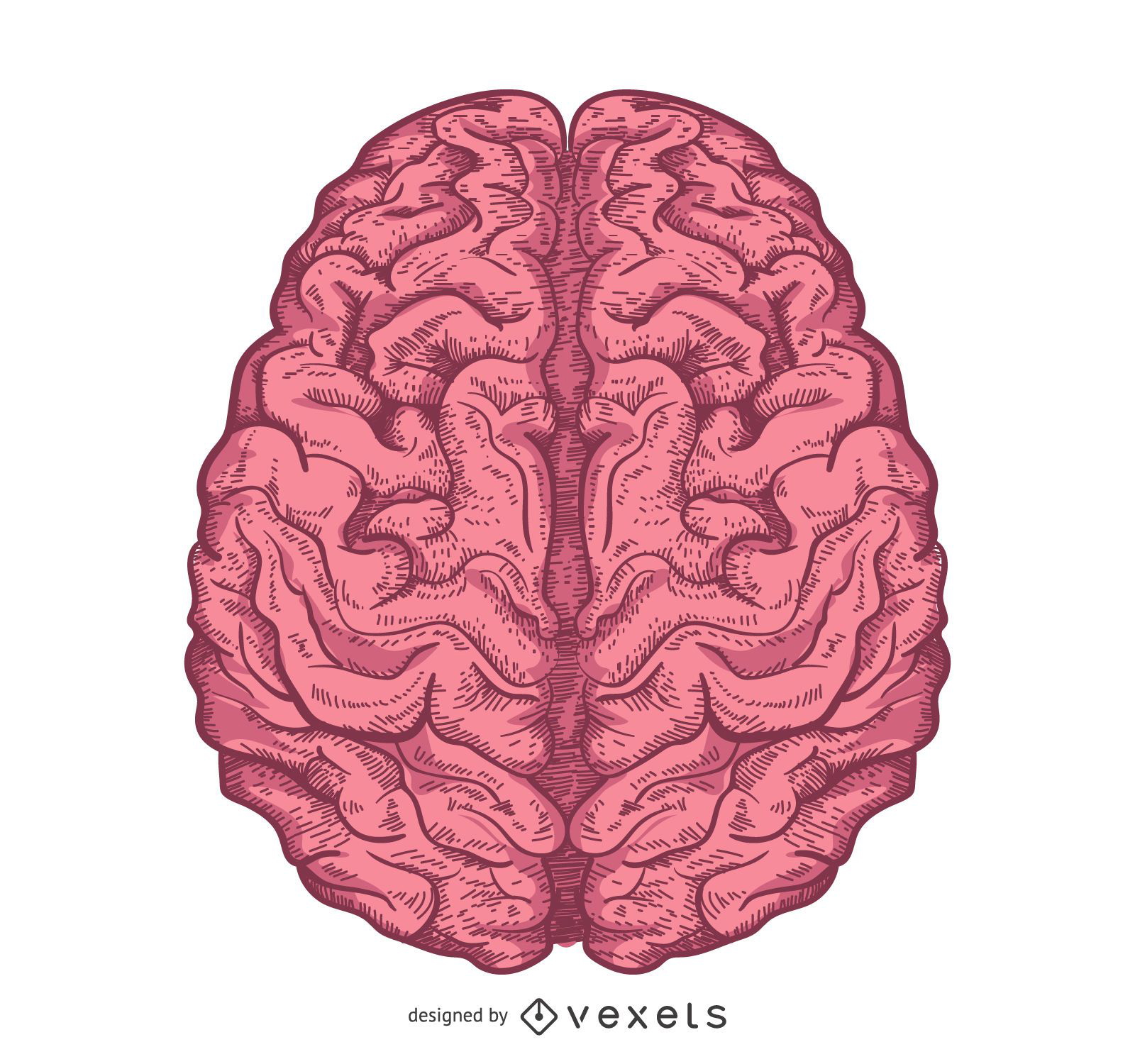 Diseño ilustrado del cerebro aislado Descargar vector