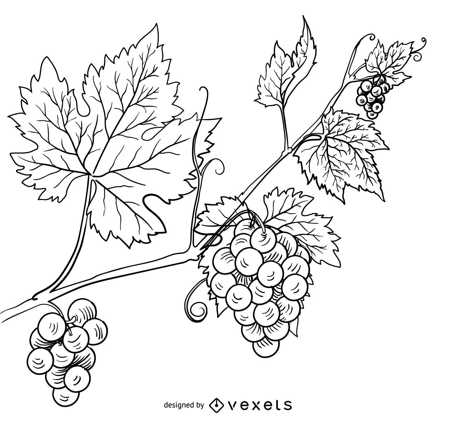 Hand Drawn Vector Illustration of Branch Grapes. Vine Sketch Isolated on  White Background Stock Vector - Illustration of harvest, grape: 99820645