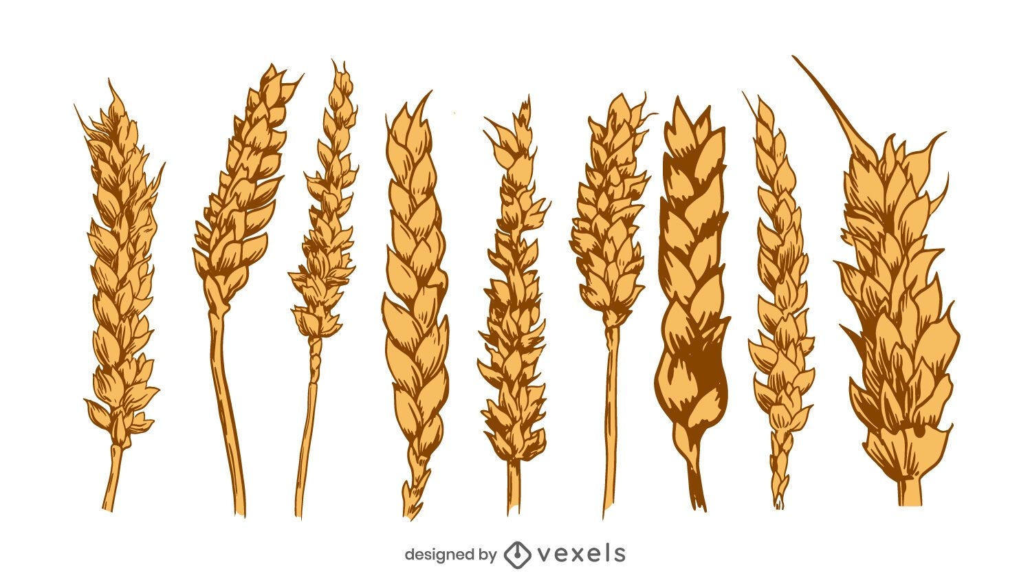 conjunto vectorial de ramos de trigo, flores secas, centeno, espigas de  cebada, granos de germen de