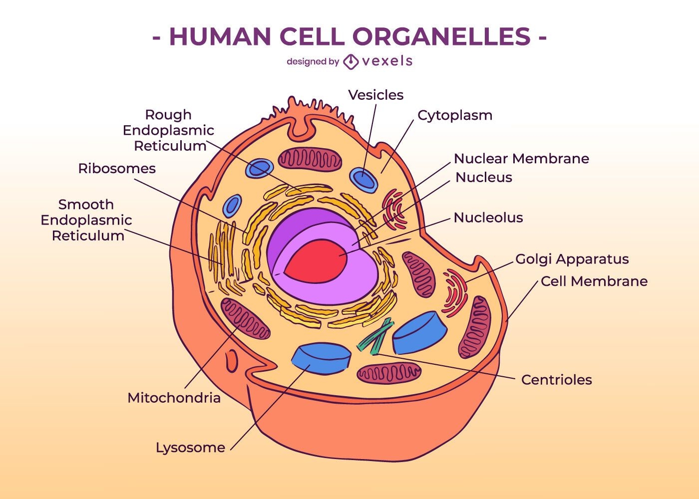 human cell model labeled