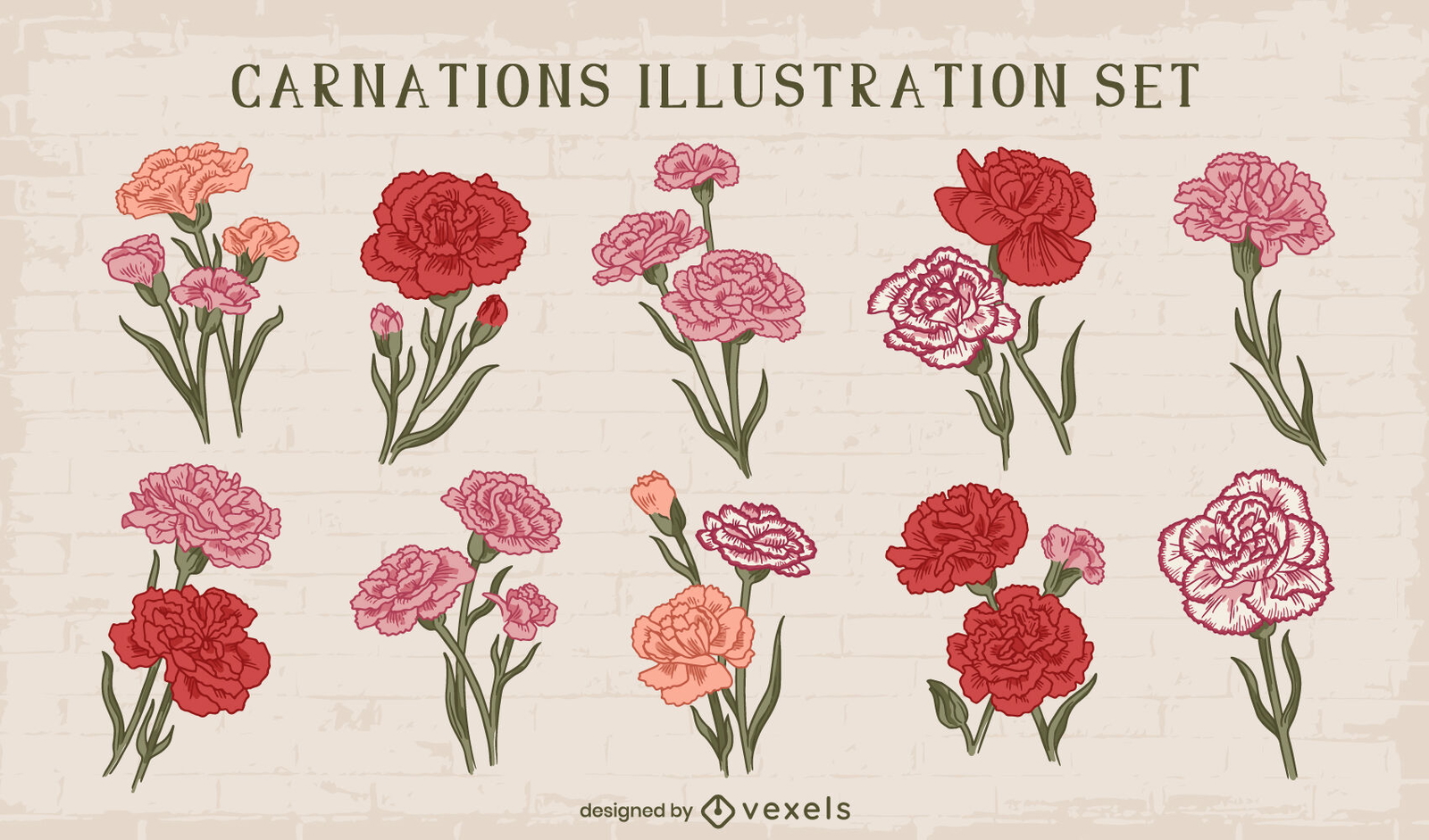 Carnation Flowers Set Design Vector Download 6843