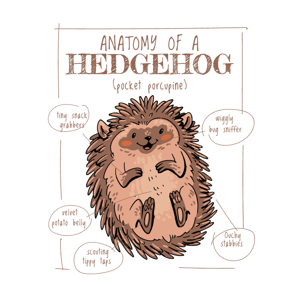 Hedgehog anatomy editable t-shirt template