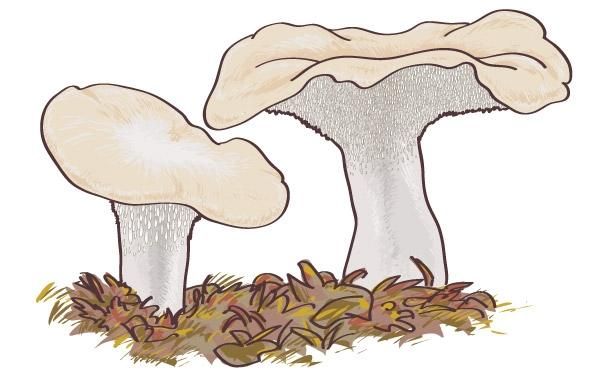 Mushroom Boletus Edulis Design Mushroom Boletus Edulis Design