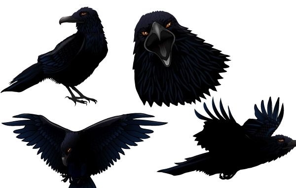 Dark Raven Bird