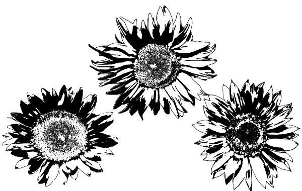 Freie Vektoren: Sonnenblumen Freie Vektoren: Sonnenblumen