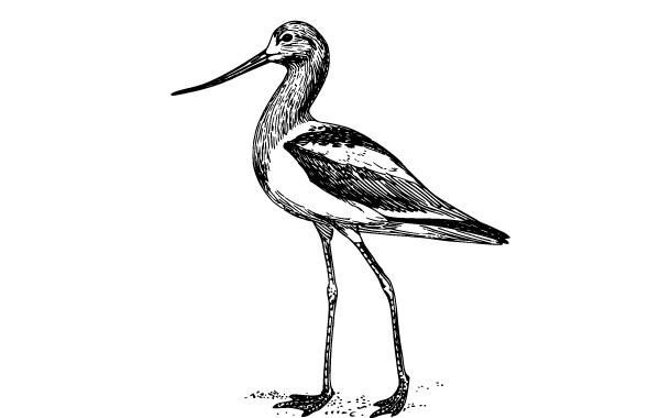 Clip art Avocet Clip art Avocet