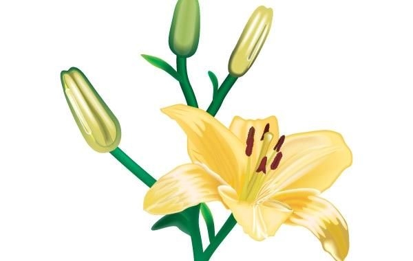 Lili Flower vector 1 - Vector download