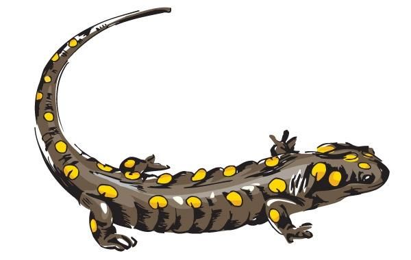 Lizard 1 Lizard 1
