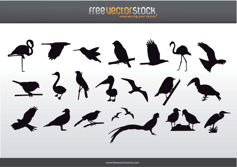 Kostenlose Sammlung von Vogelschattenbildern Kostenlose Sammlung von Vogelschattenbildern