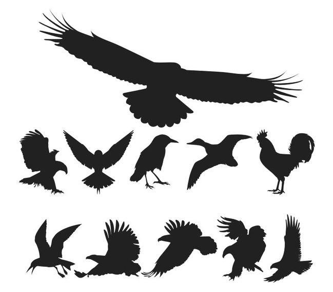 Kostenlose Vector Bird Pack Kostenlose Vector Bird Pack