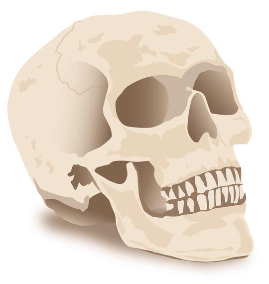 Halloween Skull Vector Halloween Skull Vector