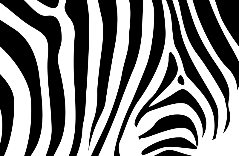 Fundo De Zebra Baixar Vector