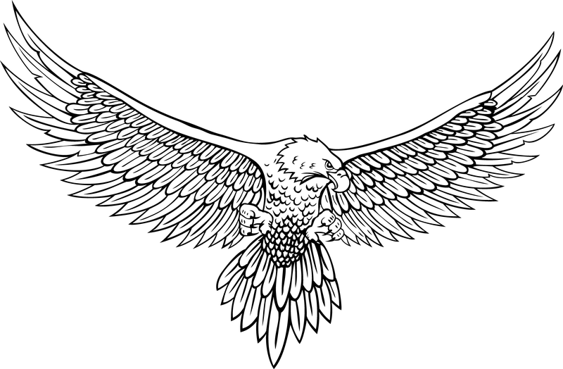 Vector Line Drawing Of The Eagle - Vector download