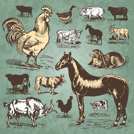 Poultry Animals Vector Poultry Animals Vector