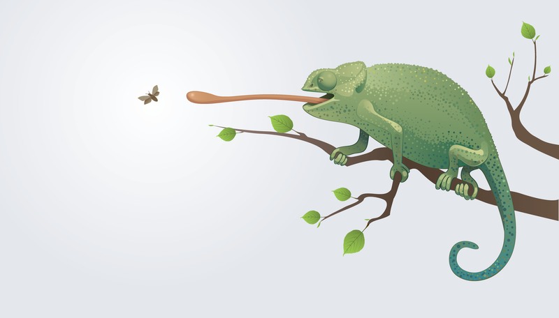Chameleon Vector Chameleon Vector