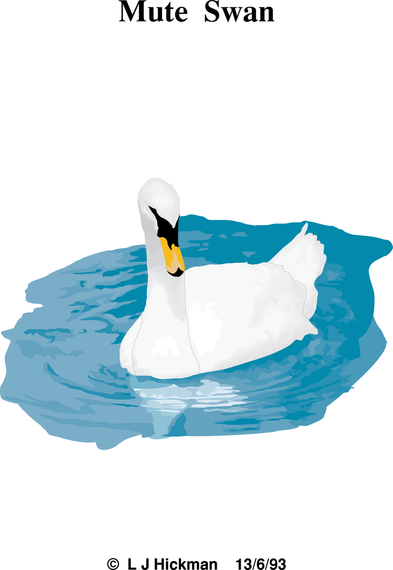 Mute Swan Mute Swan