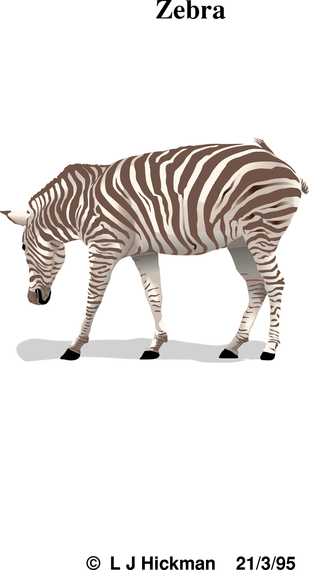 Zebra 2 Zebra 2