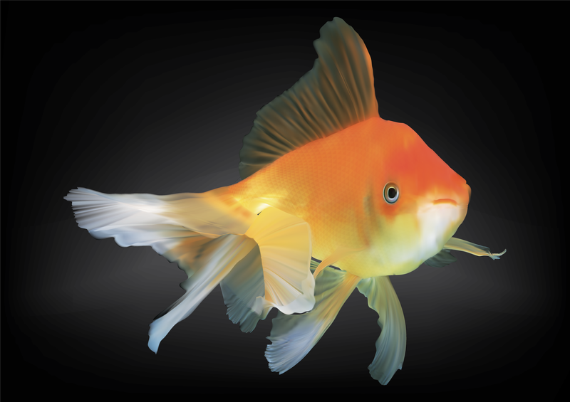 Download Goldfish Vector - Vector Download