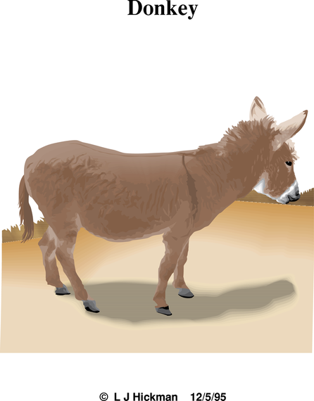 Donkey Donkey