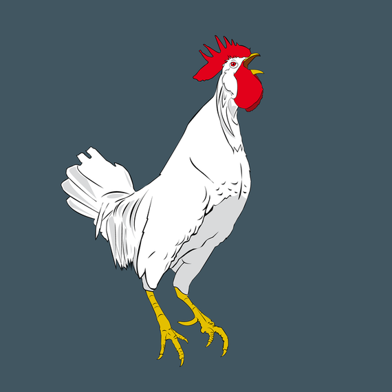 Cock Vector Cock Vector