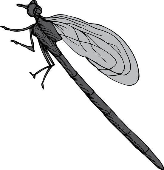 Mosquito Mosquito