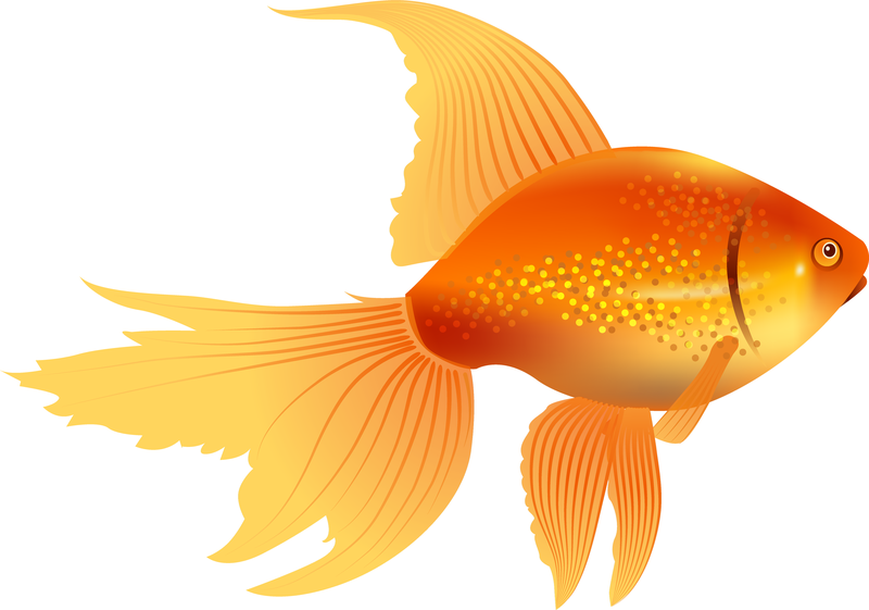 Isolated goldfish fish - Vector download