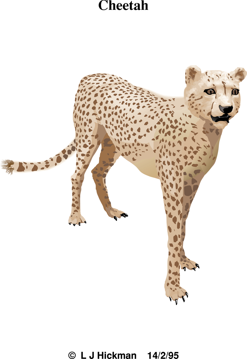 Cheetah Vector