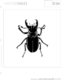 Insecto