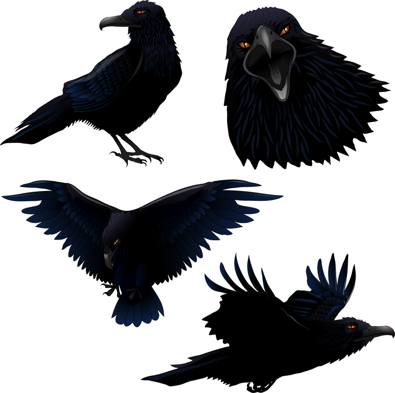 Raven Vector - Vector download