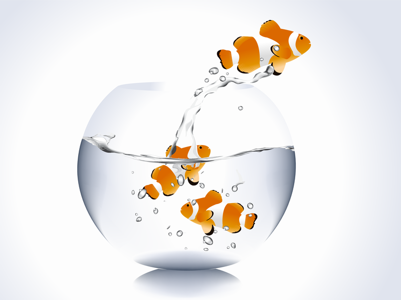 Download Out Of The Aquarium Fish Vector - Vector download