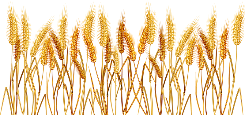 Yellow Wheat 02 Vector Yellow Wheat 02 Vector