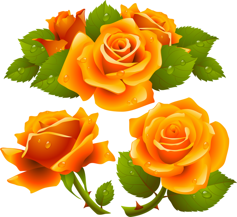 What A Beautiful Roses Vector