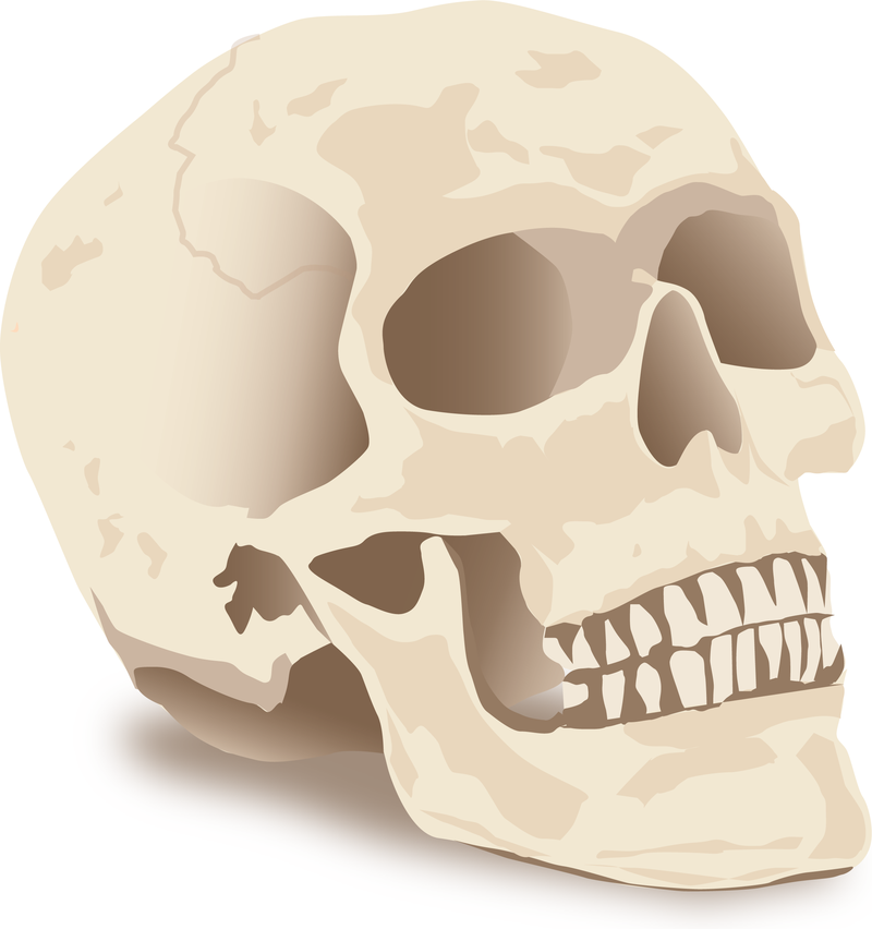 Download Halloween Skull Vector 2 - Vector Download