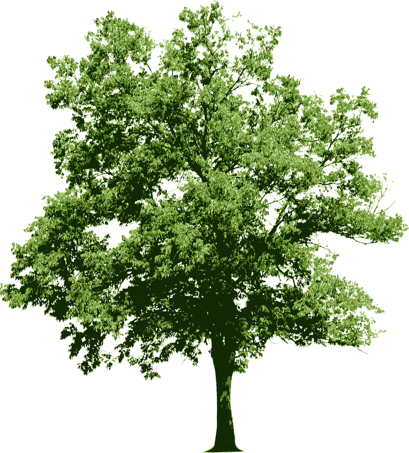 Download Arboles Jpg Photoshop Pictures