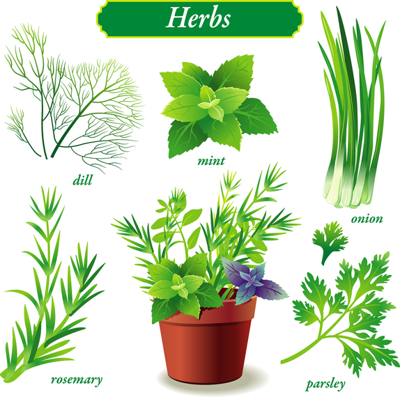 Delicate Green Vegetables Vector Delicate Green Vegetables Vector
