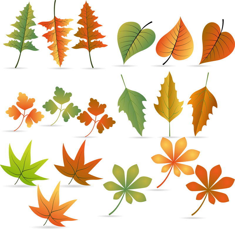 Leaf 04 Vector Vector Download