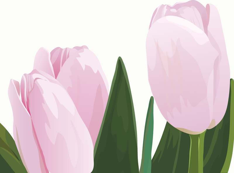Vector de tulipanes rosa
