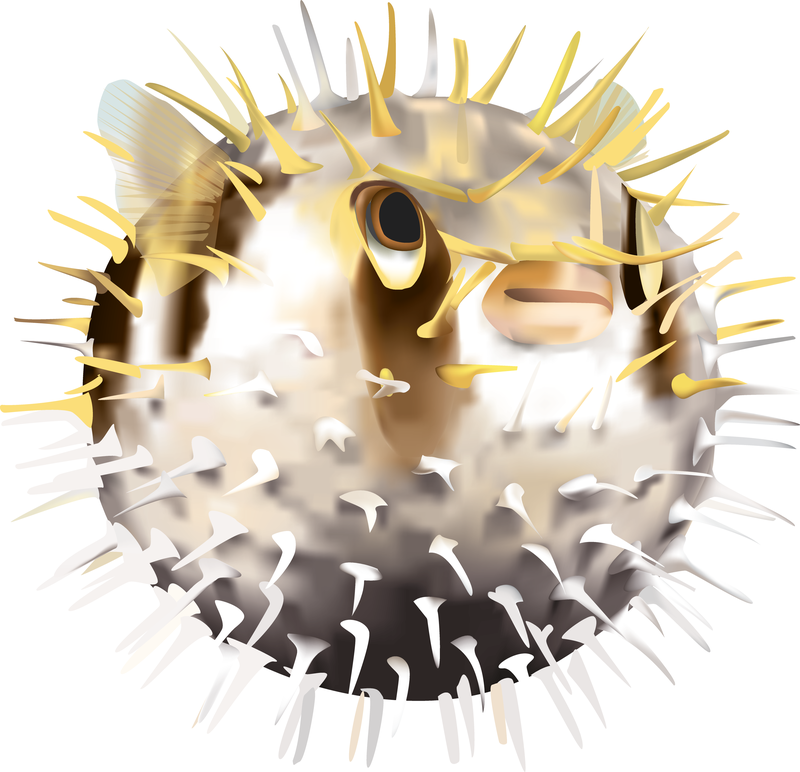 Download Pufferfish Vector - Vector download