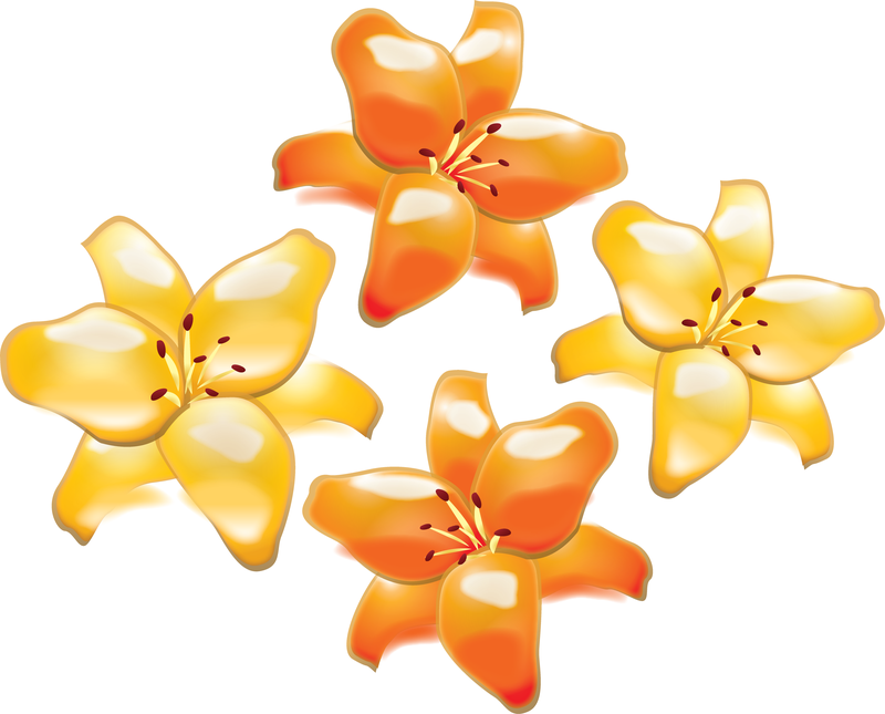 Conjunto de flores amarelas e laranjas