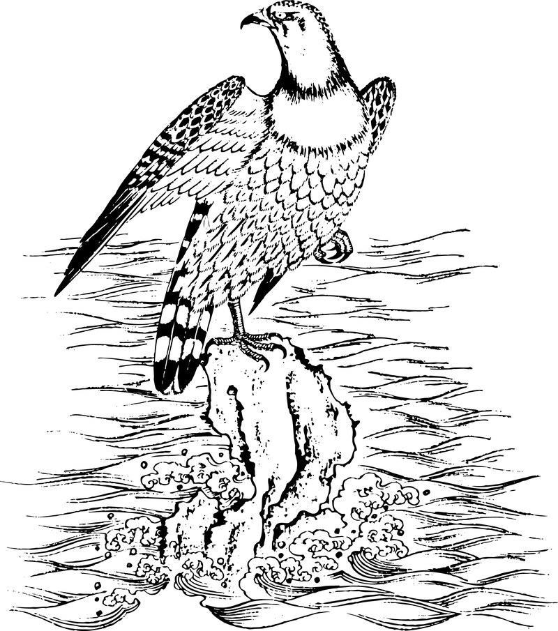 Seis águila clásica china del vector