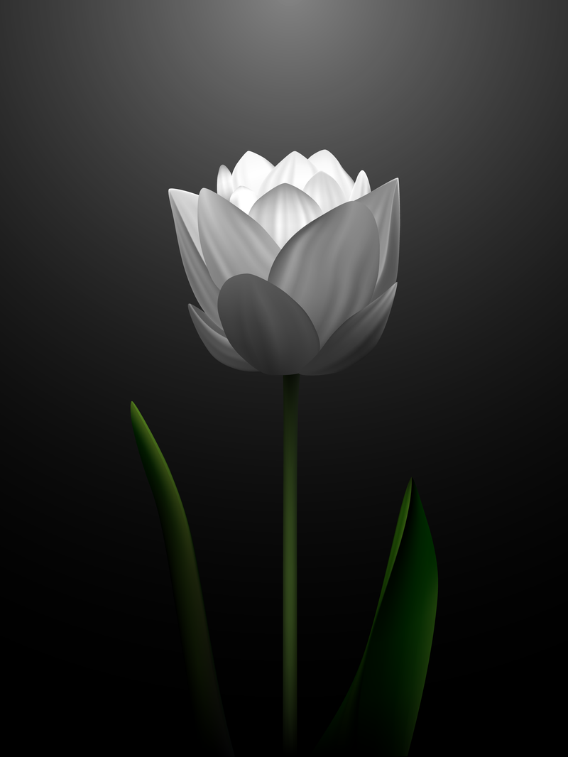 Vetor 2 de tulipas brancas