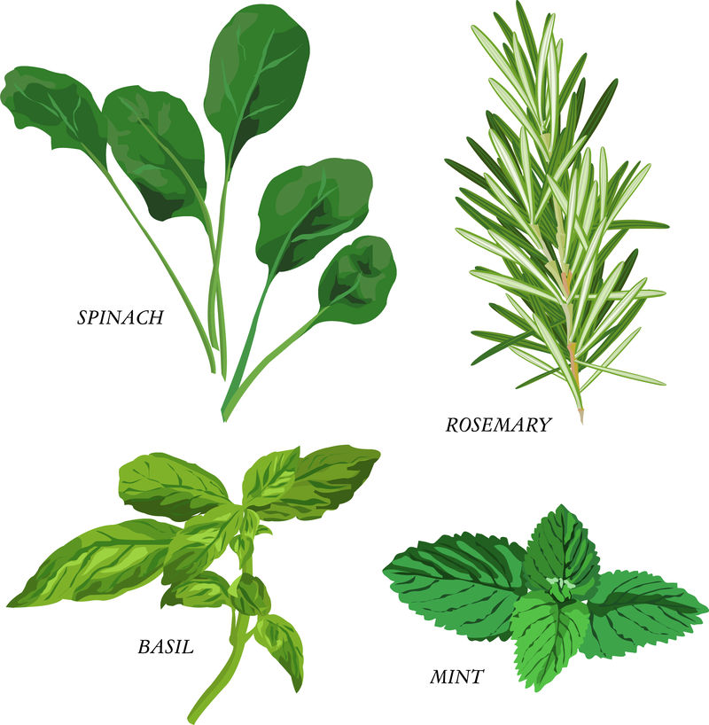 Download Herbal Leaves 03 Vector - Vector download