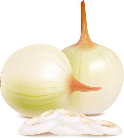 Onion Vector Onion Vector