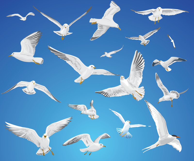 Vários movimentos de material vetorial de gaivotas