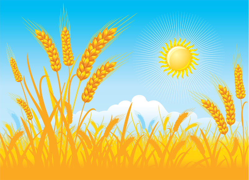 Wheat Field Vector - Vector download