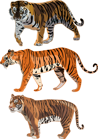 The Tiger Picture 12 Vector The Tiger Picture 12 Vector
