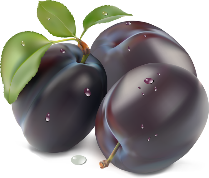 Purple Plum Vector Purple Plum Vector