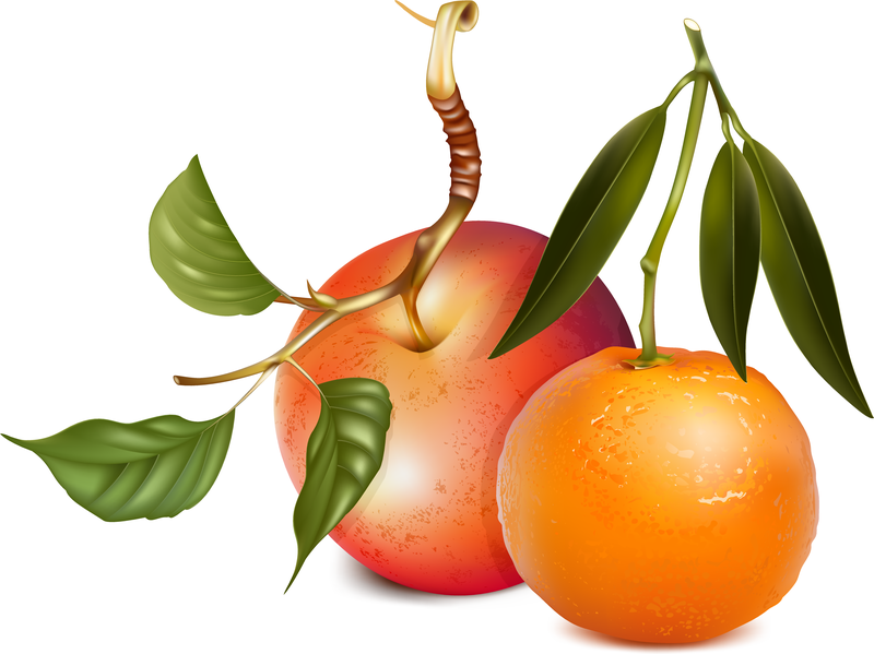 Apples And Oranges Vector Vector download