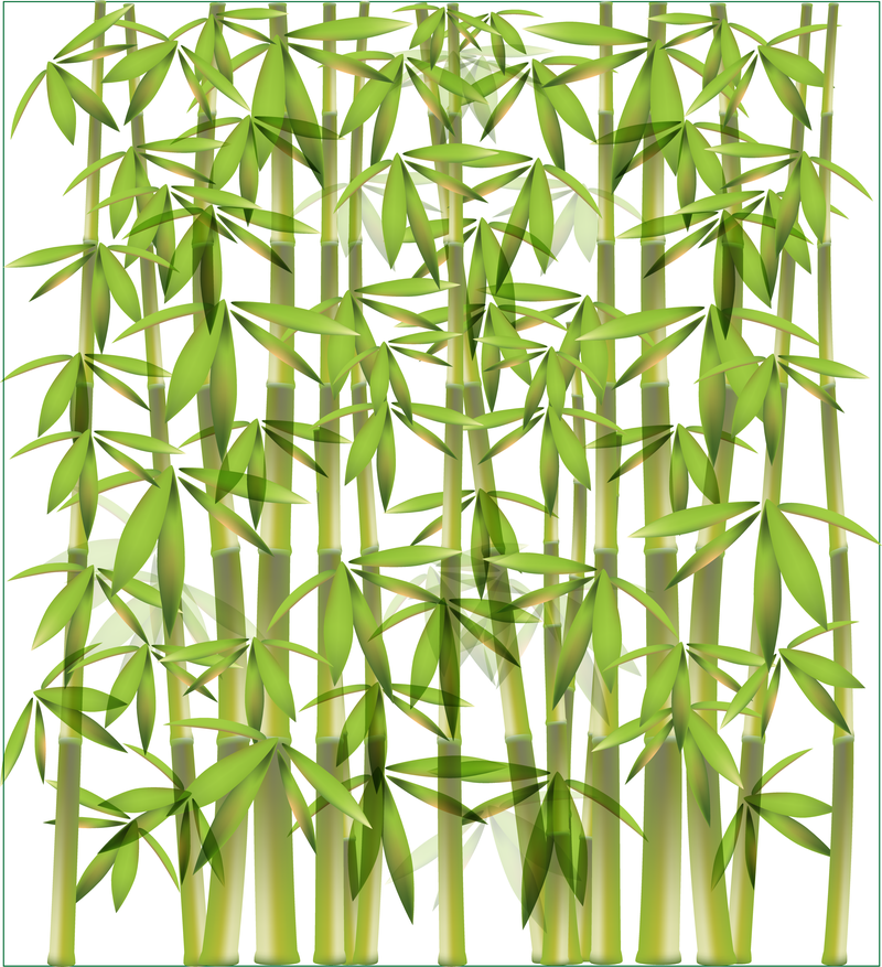 Bamboo Vector Illustration Vector Download