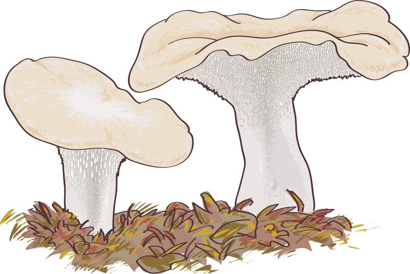 Mushroom Boletus Edulis Mushroom Boletus Edulis